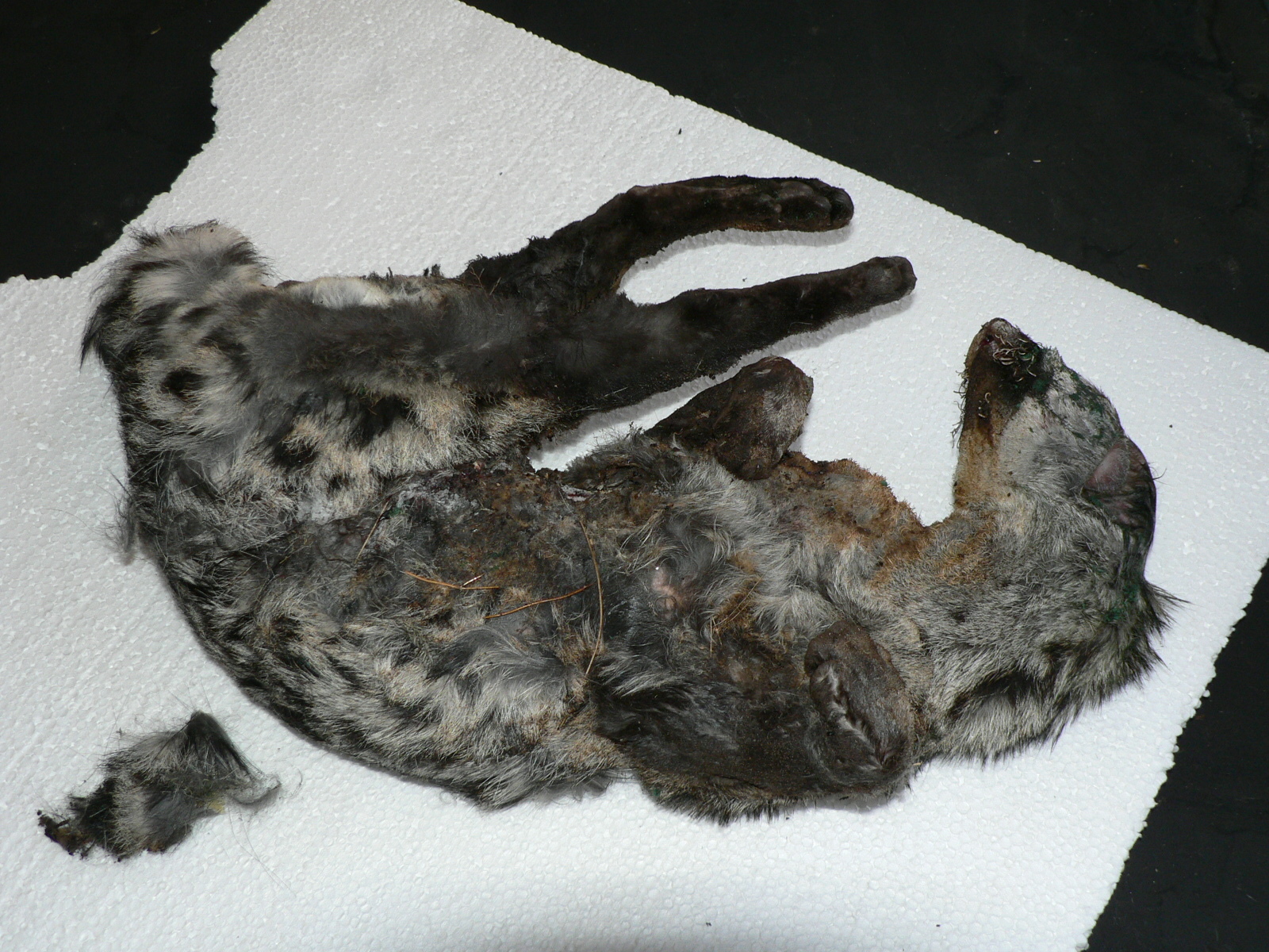 Image of Common Genet