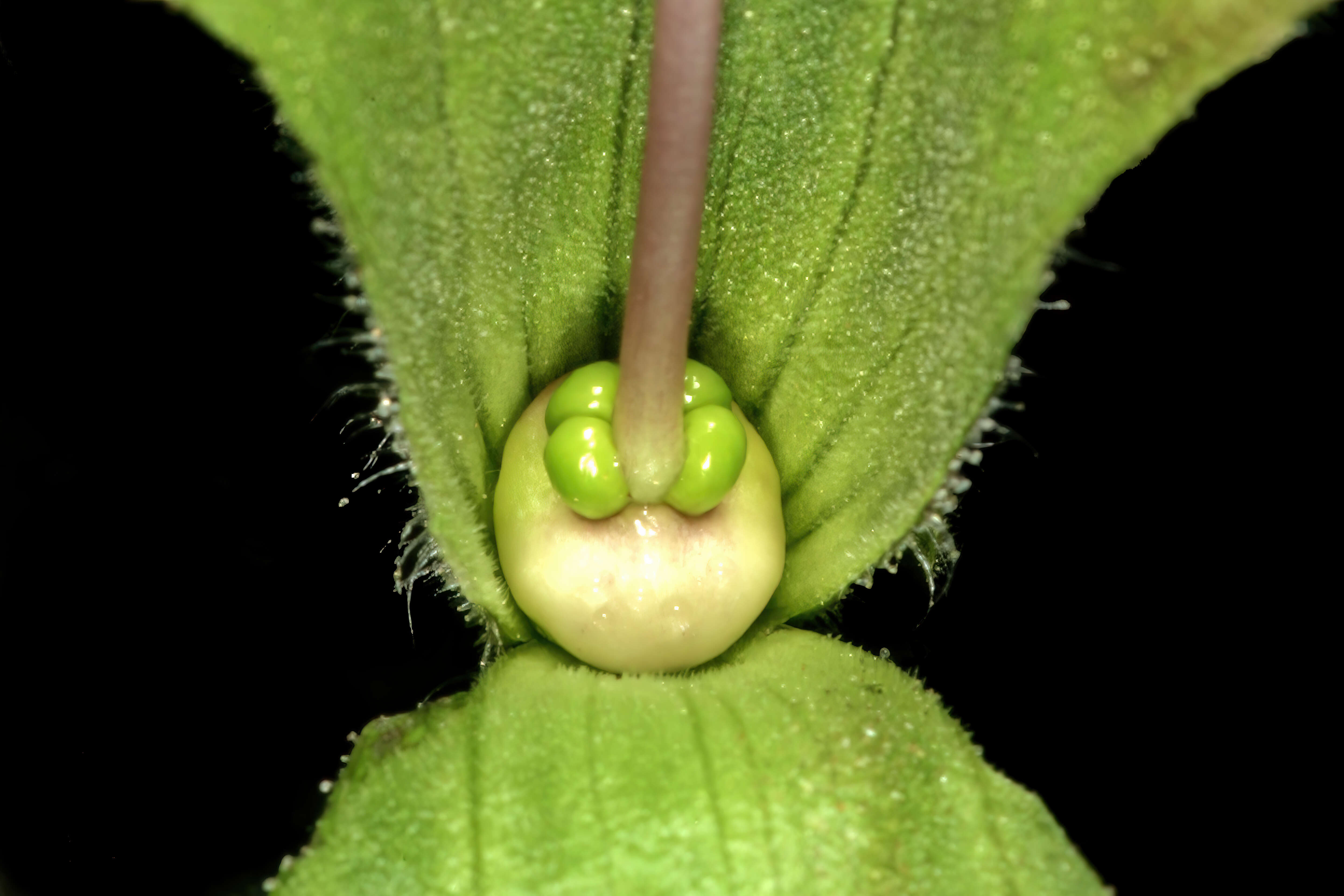 Salvia aurea L. resmi