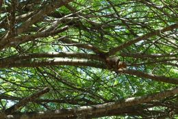 Image of Red Bush Squirrel