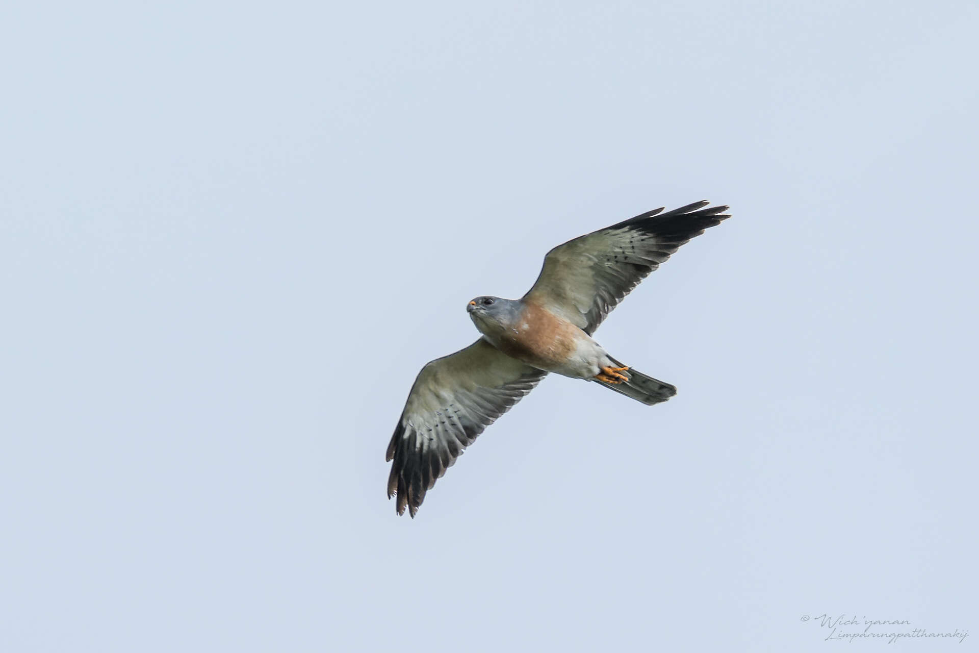 Image of Chinese Sparrowhawk