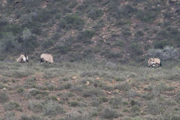 Image of Gemsbok