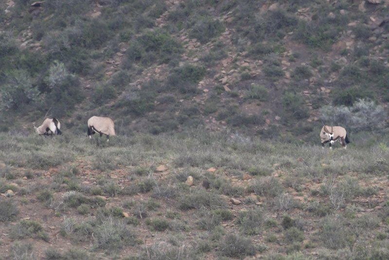 Image of Gemsbok