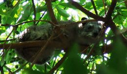 Image of Tree hyrax