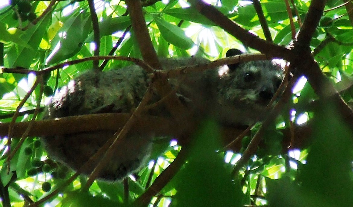 Image of Tree hyrax