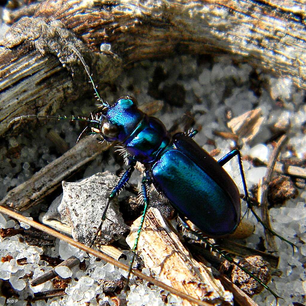 Image of Festive Tiger Beetle