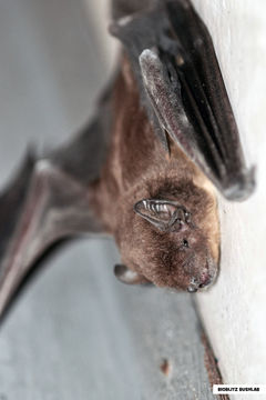 Image of House Bats