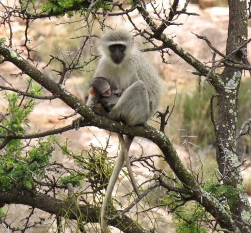 Image of Vervet Monkey