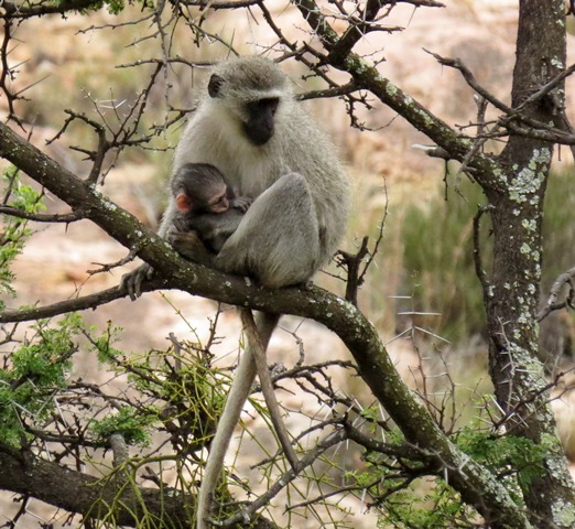 Image of Vervet Monkey