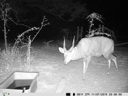 Image of Bushbuck