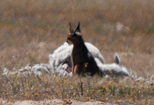 Image of Caracals