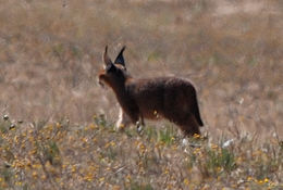 Image of Caracals