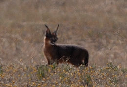 Image of Caracals