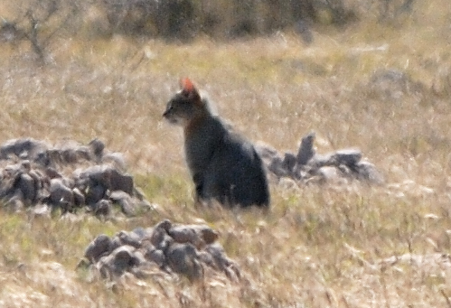 Image of wild cat