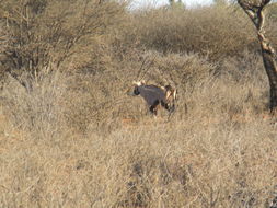 Image of Gemsbok