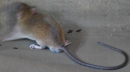 Image of Thicket Rats