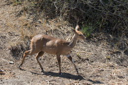 Image of Bushbuck