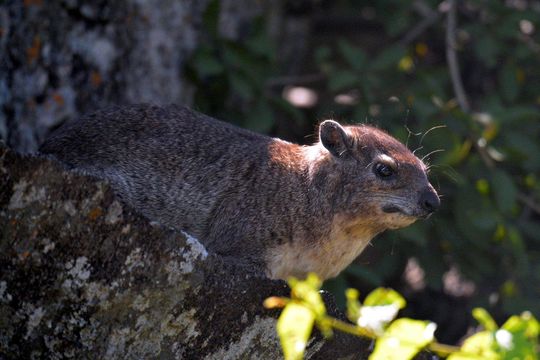 Image of Rock Hyrax