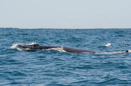 Image of Bryde's Whale