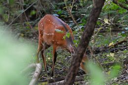 Image of Bushbuck