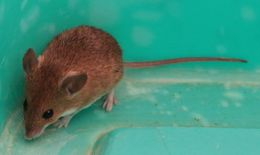 Image of Pygmy Mouse