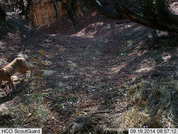 Image of Caracals