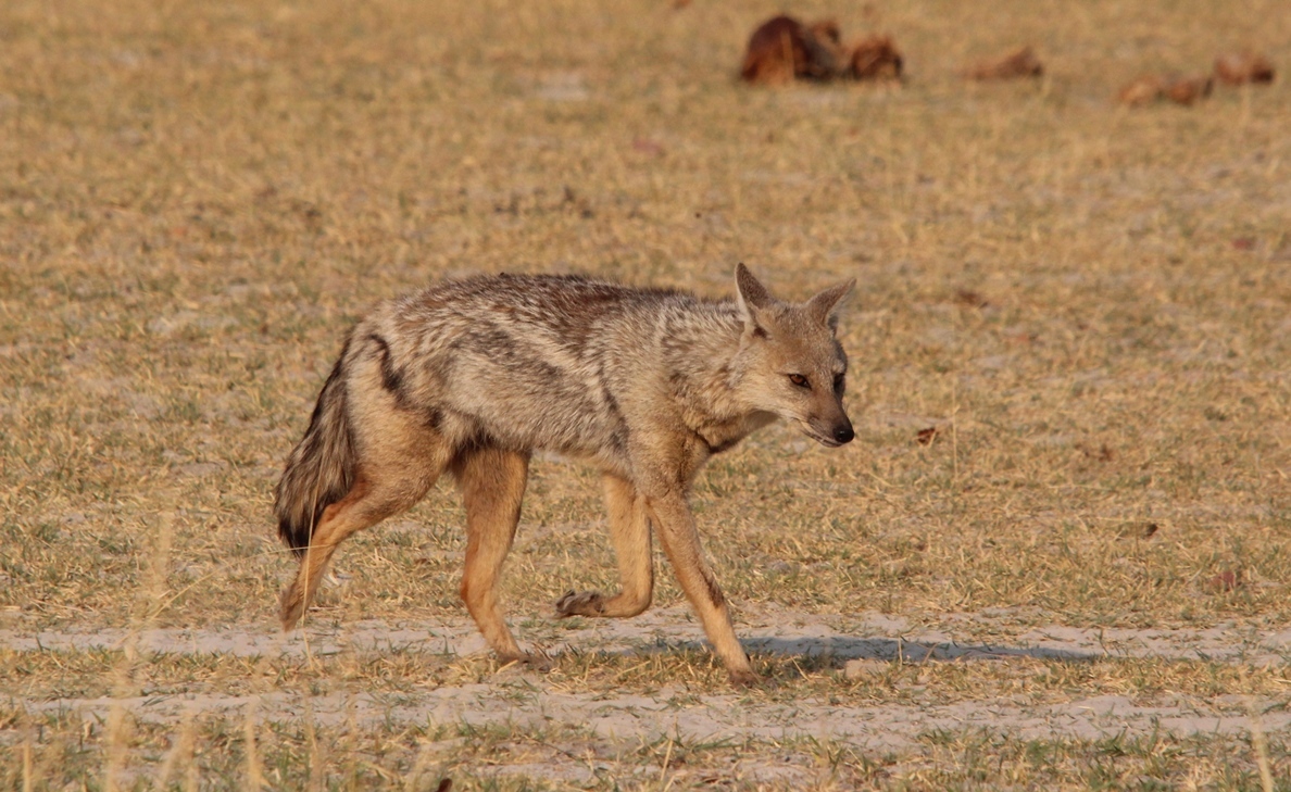 Image of Side-striped Jackal