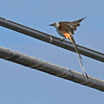 Image of Scissor-tailed Flycatcher