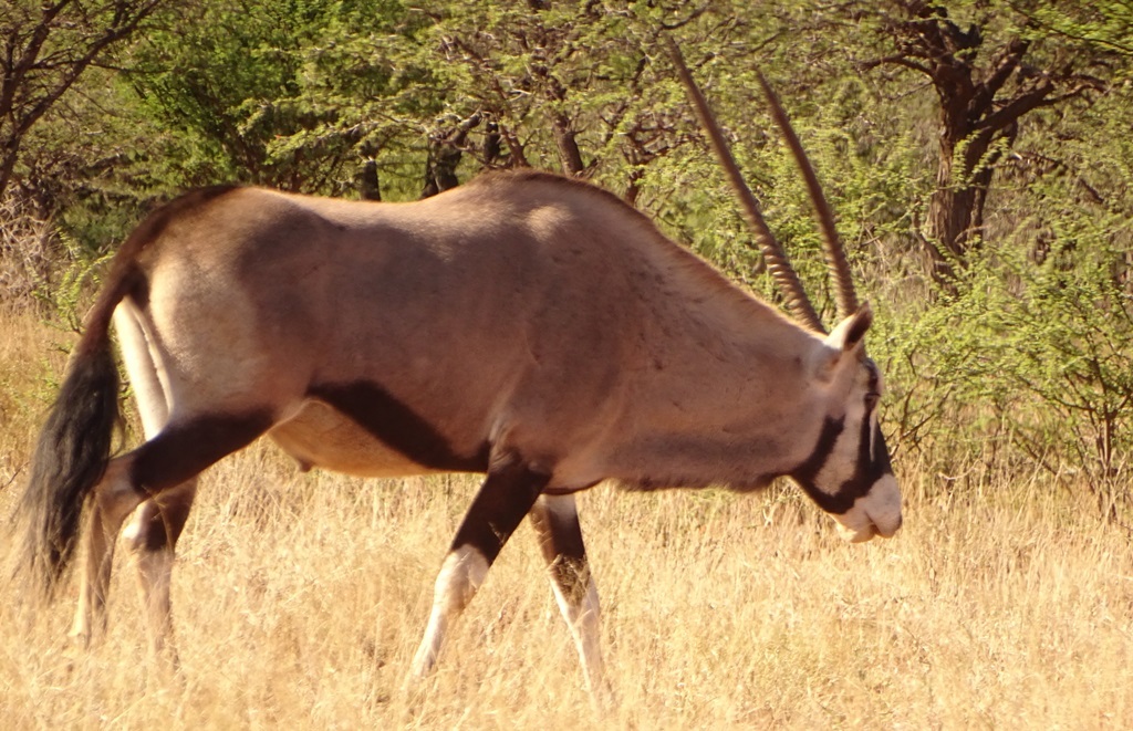 Image of Gemsbok