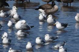 Image of Lesser Black-backed Gull