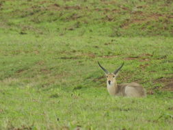 Image of Reedbuck