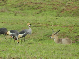 Image of Reedbuck