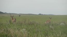 Image of Reedbuck