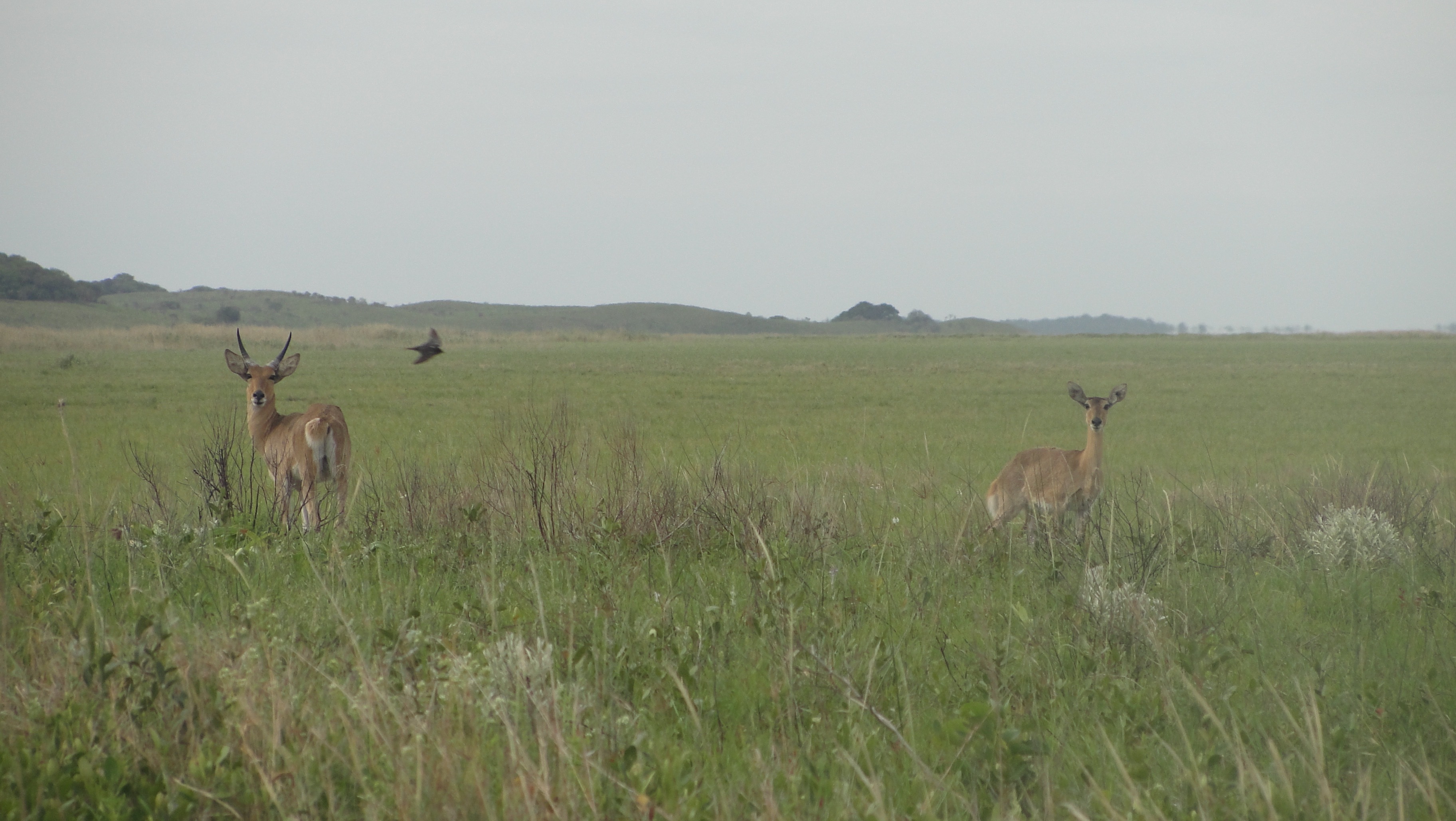 Image of Reedbuck