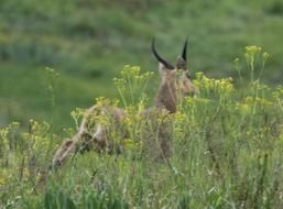 Image of Reedbuck