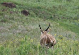 Image of Reedbuck