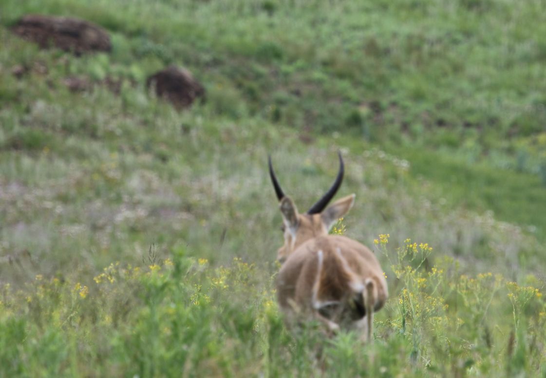 Image of Reedbuck