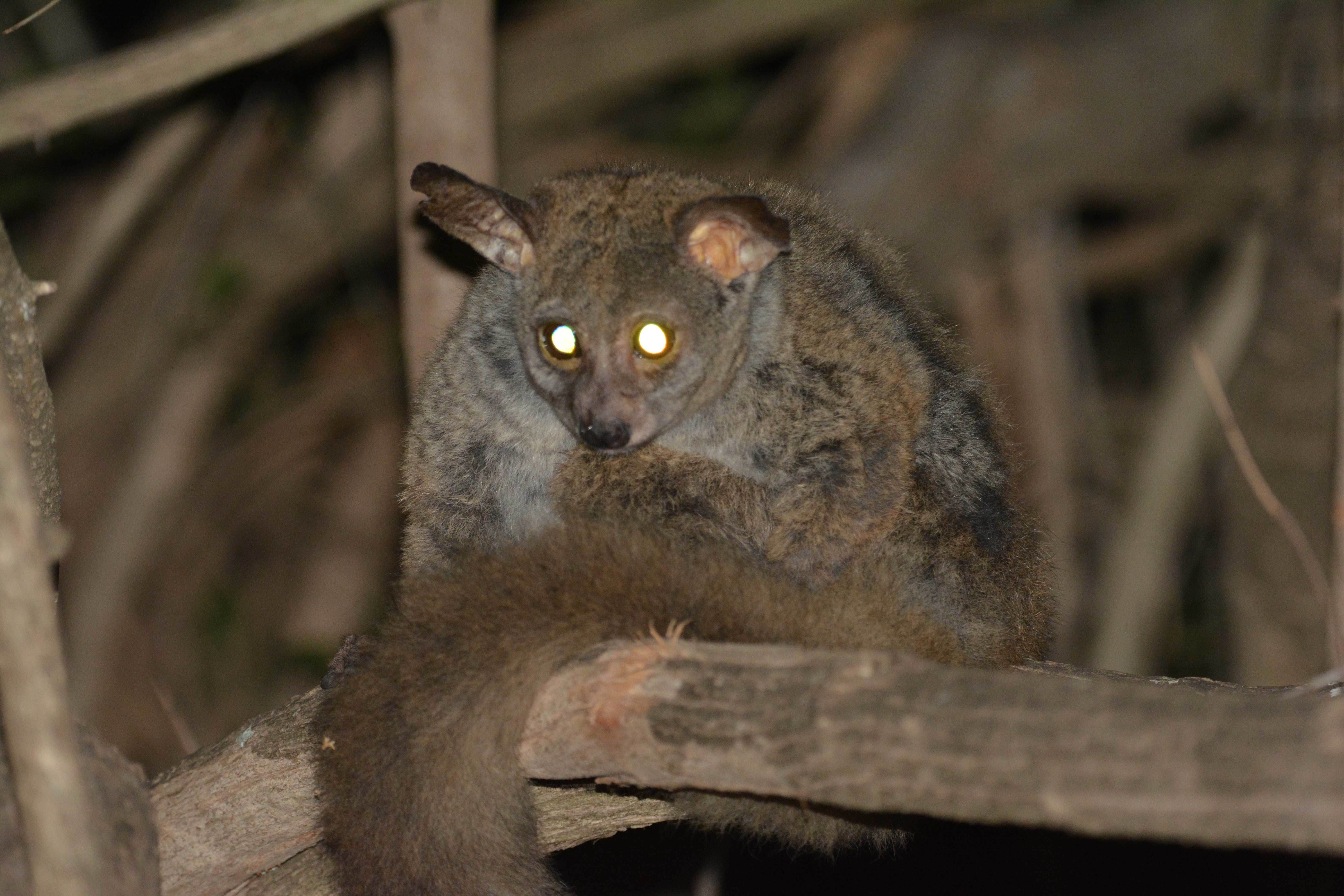 Image of Greater galago