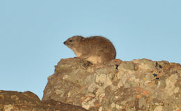 Image of Bush Hyrax