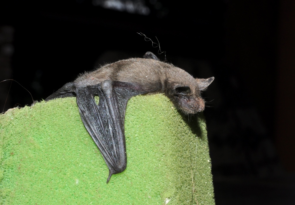 Image of Lesser Free-tailed Bat