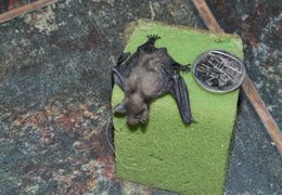 Image of Lesser Free-tailed Bat