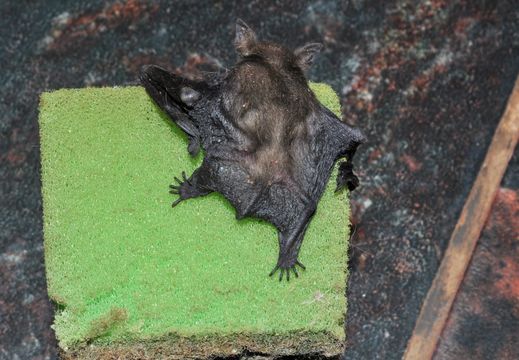 Image of Lesser Free-tailed Bat