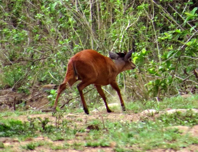 Image of Natal Duiker