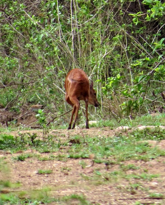 Image of Natal Duiker