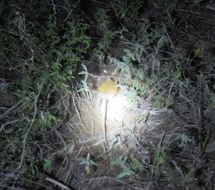 Image of Rufous Elephant Shrew