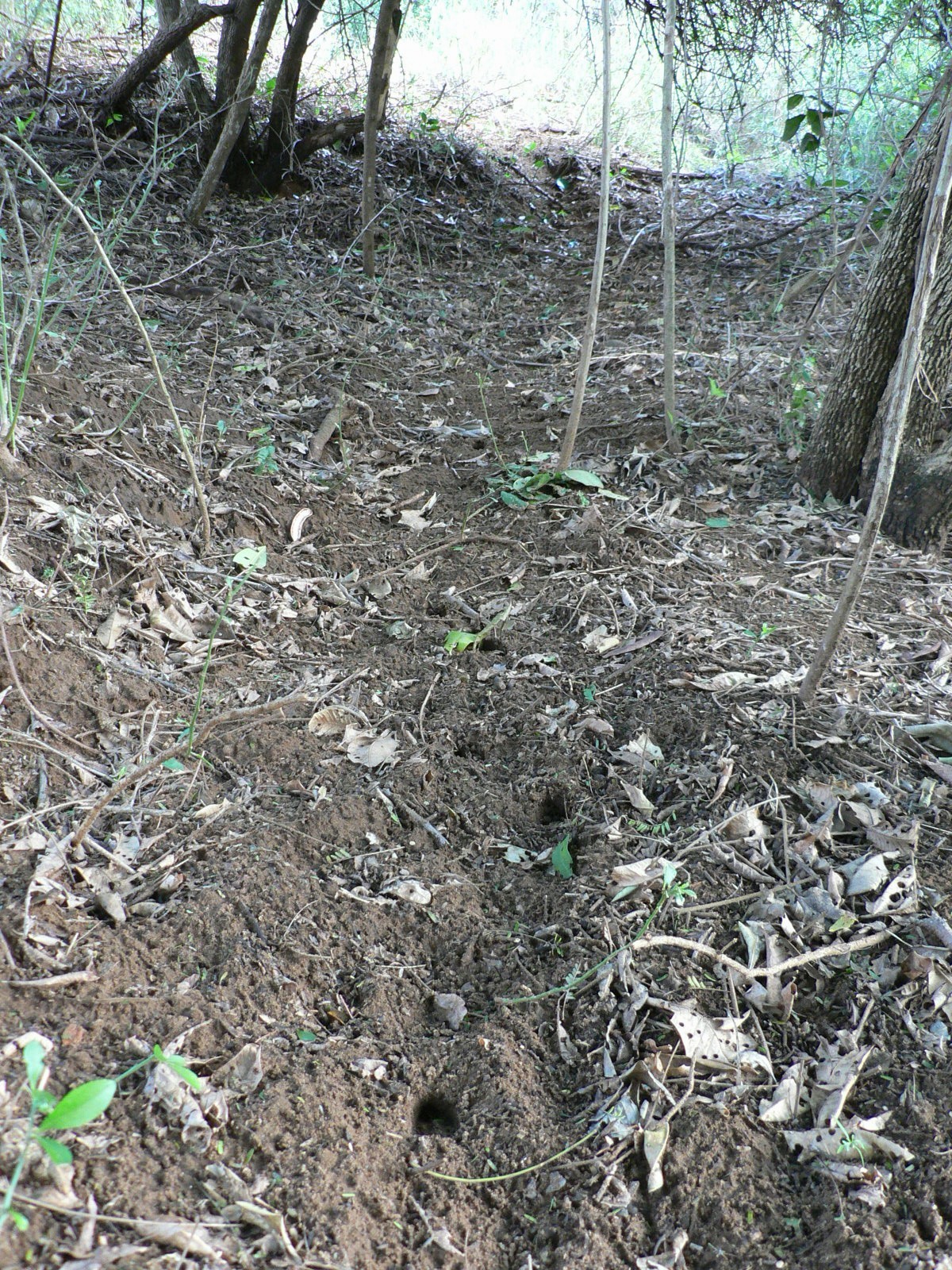 Image of Bushbuck