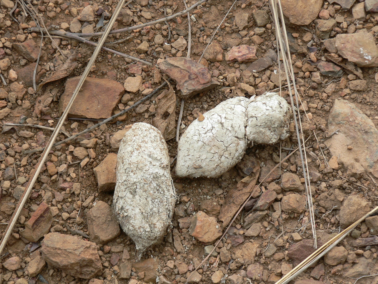 Image of Spotted Hyaenas