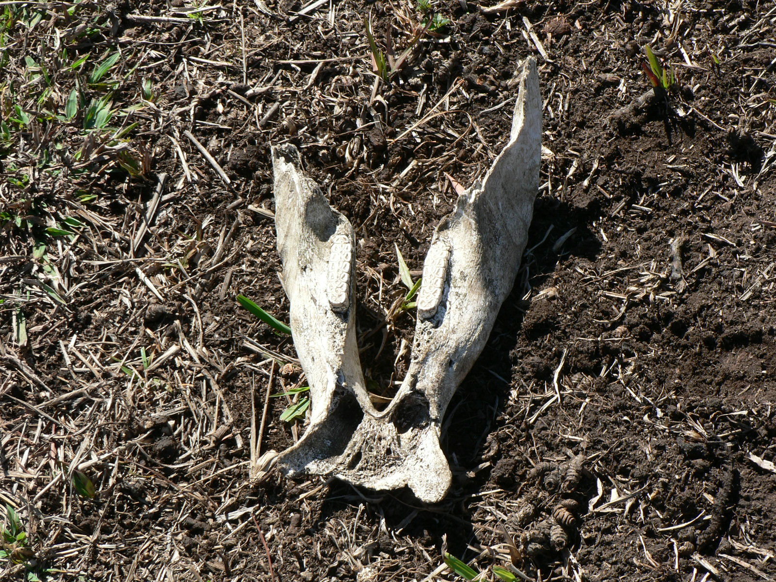 Image of Spotted Hyaenas