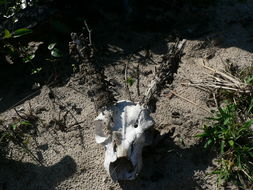 Image of Southern Reedbuck