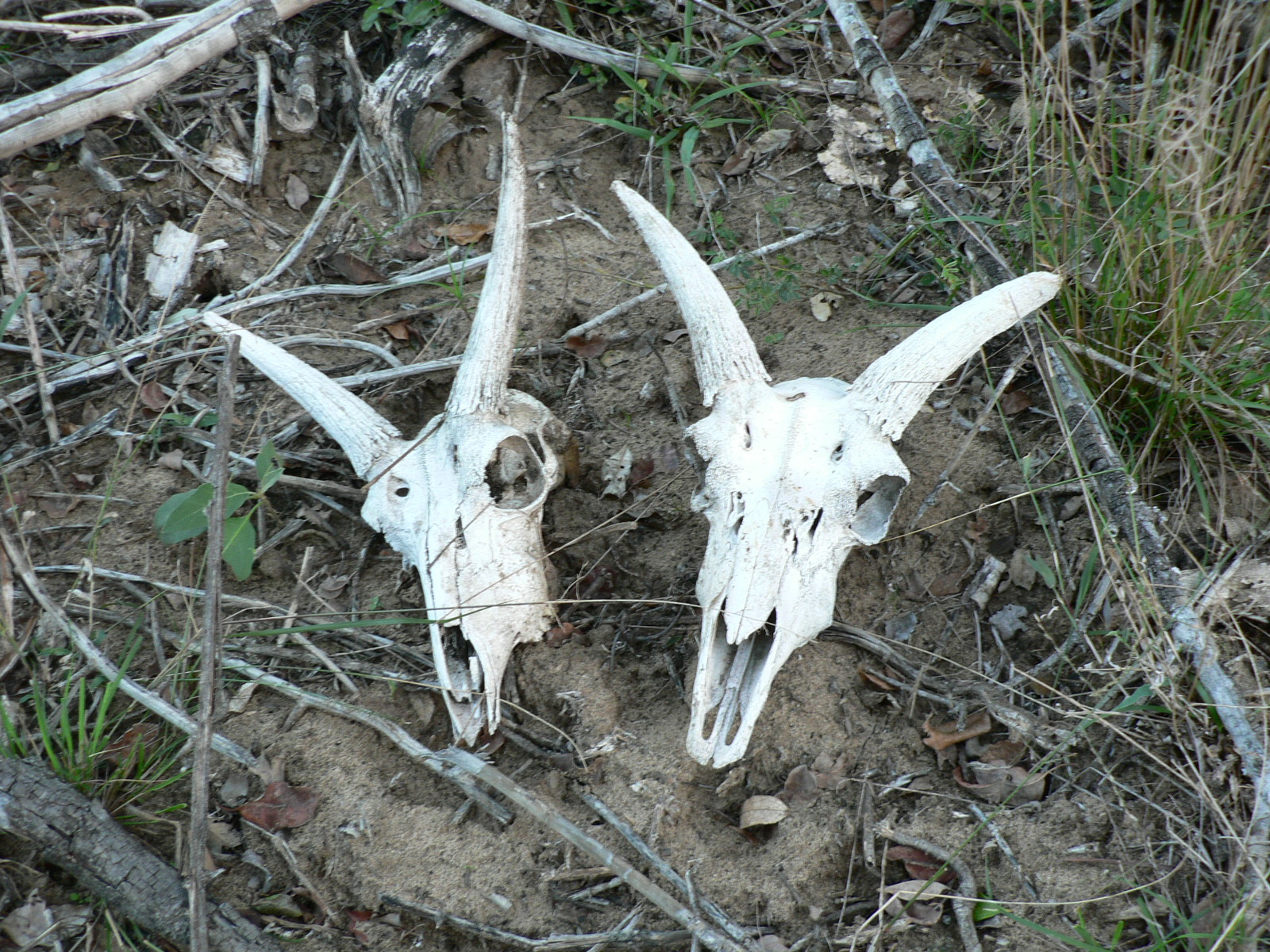 Image of Southern Reedbuck