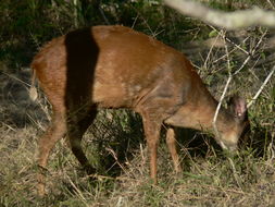 Image of Natal Duiker